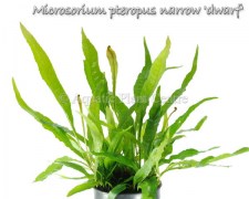 Microsorium pteropus narrow dwarf
